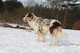 BORDER COLLIE 1188